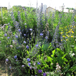 Insektvenlig vildtagerblanding &ndash; bl�-lilla nektarplanter i h�j mark til bier, sommerfugle og biodiversitet