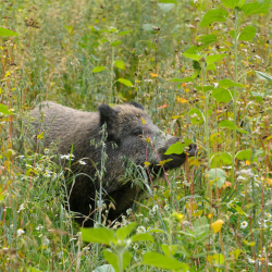 Vildsvin i vildtagerblanding &ndash; naturlig habitat med h�jt gr�s og blomster til Schwarzwild