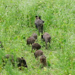 Vildsvin med unger i vild naturmark &ndash; naturlig d�kning og f�de i h�jt gr�s