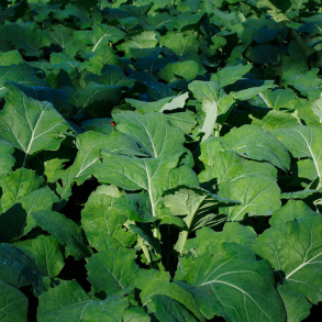 Vinterraps til vildtfodring &ndash; saftigt gr�nfoder til r�vildt og krondyr om vinteren p� vildtfodring.dk