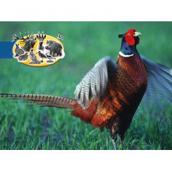 Den hurtige  efterr-vinter vildtagerblanding 10 kg enrig klik for info