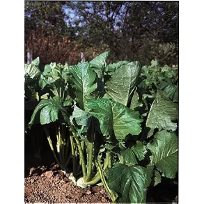 Vinterroe 2 rig 1 kg