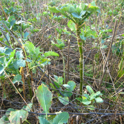 Vintervildtager med lave blade &ndash; vinterk�l, roe eller raps til suppleringsfoder i kolde m�neder