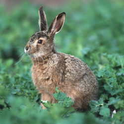 Markhare i vildtagerblanding &ndash; naturlig habitat med kl�ver og gr�s til sm�vildt