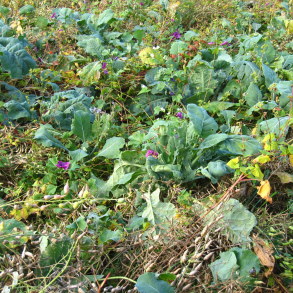 Vintervildtager med lave blade &ndash; vinterk�l, roe eller raps til hjortevildt i kolde m�neder