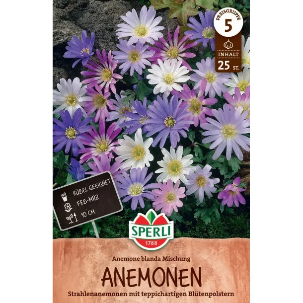 Balkan anemone 25 stk.