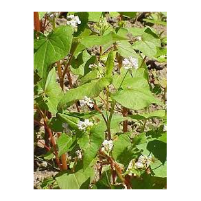 Boghvede 1 kg.   klik for info