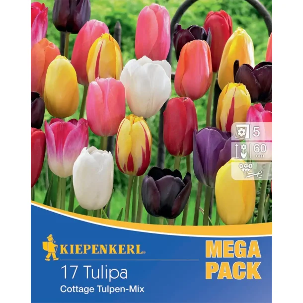 Cottage tulipan mix 17 stk