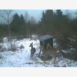 Foderautomat r�dyr, d�dyr og krondyr 90 L.