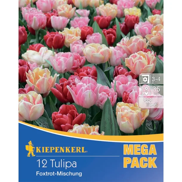 Tidlige tulipaner Foxtrot mix 12 stk.