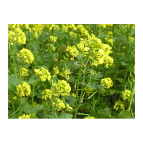 Gul sennep 1 kg.   klik for info