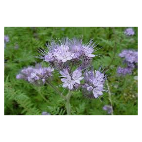 Honningurt 1 kg.   klik for info