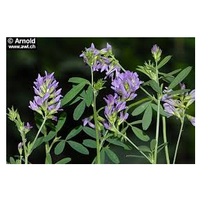 Lucerne 1 kg.     klik for info