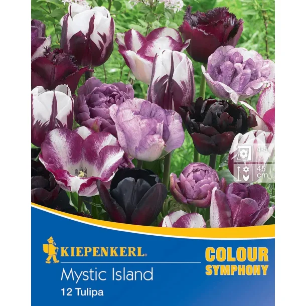 Mystic Island 12 tulipaner 