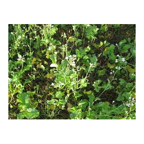 Olierddike 1 kg. Brutus