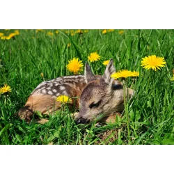 Engblanding flerrig rdyr - harer - fugle  - insekter 2,5 kg rkker til 1500 m2 NYHED