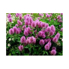 Rdklver 1 kg.    klik for info