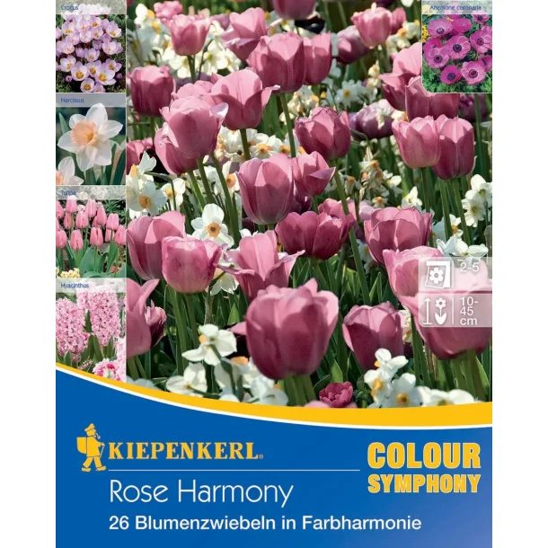 Rose HARMONY  26 stk.