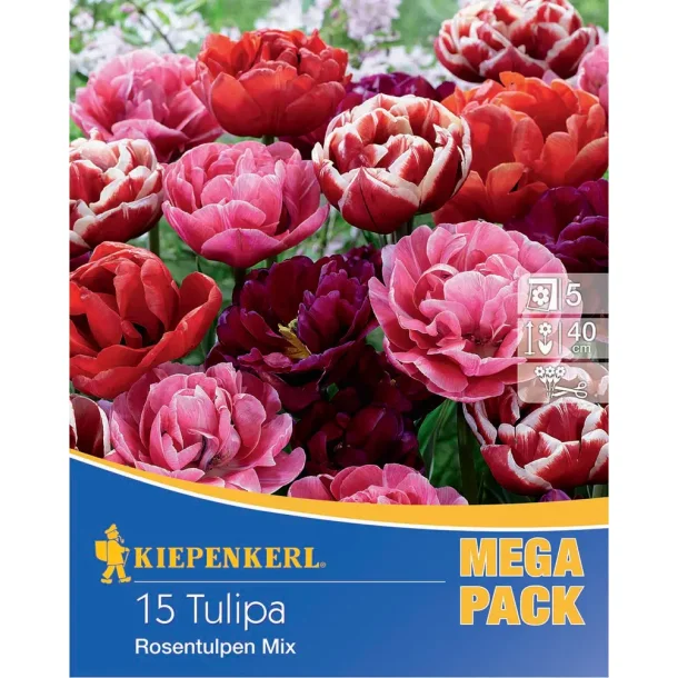 Tulipan roser 15 stk