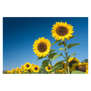 Solsikke 1  kg.   klik for info