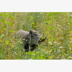 Vildsvin magnet vildtager 10 kg NYHED