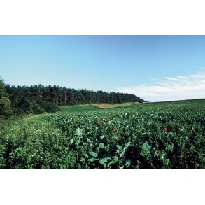 Universal efter�r - vinter vildtagerblanding 10 kg en�rig  klik for info