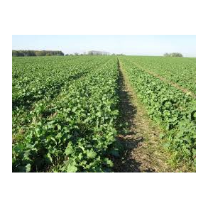 Vinterraps 1 kg.    klik for info