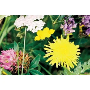 Engblanding flerrig  rdyr - harer - fugle - insekter 2,5 kg  rkker til 1500 m2 NYHED